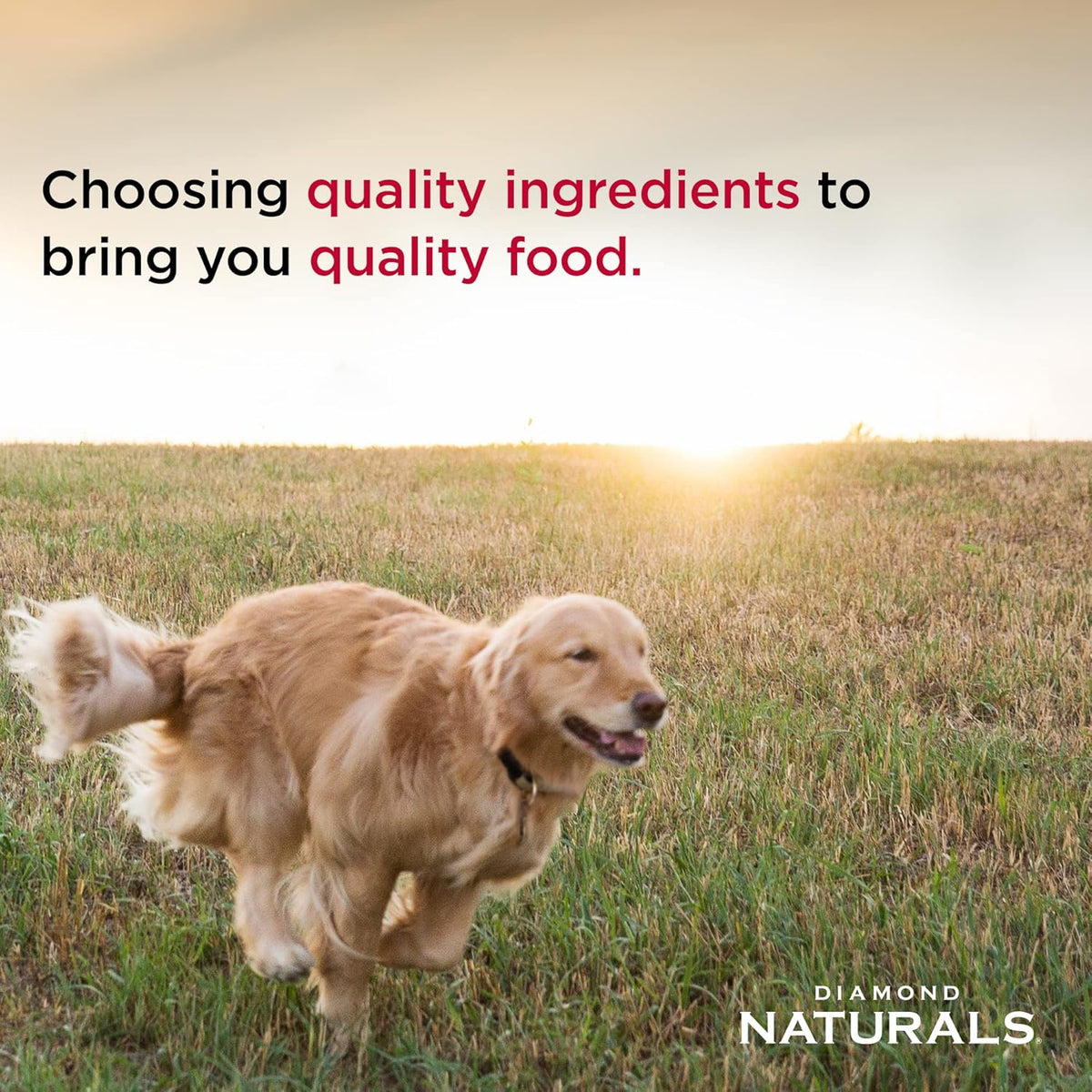 Small Breed Chicken and Rice Formula Adult Dry Dog Food with Protein from Real Chicken, Healthy Fats - photo 5