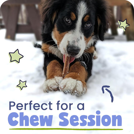 Pawstruck 6 Inch Bully Sticks with Bonus Inch for Dogs (5 Pack) - All Natural Beef Pizzle, Long Lasting, Rawhide-Free, Low Odor, Single Ingredient Dog Chews & Dental Treats