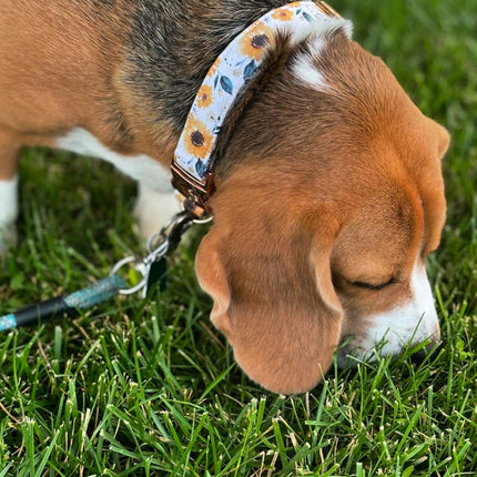 Elegant little tail Dog Collar, Sunflower Pattern Pet Collar Durable Cute Dog Collars Summer Fall Female Pet Gift Adjustable Dog Collar for Medium Dogs