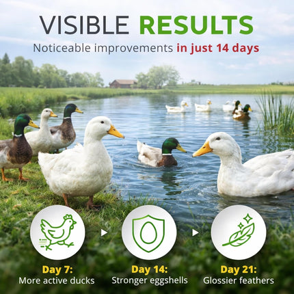Buff Clucks Herb Supplement for Ducks - Natural Waterfowl Treat, Botanical Duck Feed Additive, Plant-Based Flock Support for Egg Production, Feather Health & Daily Wellness, Handcrafted in USA (12 oz)