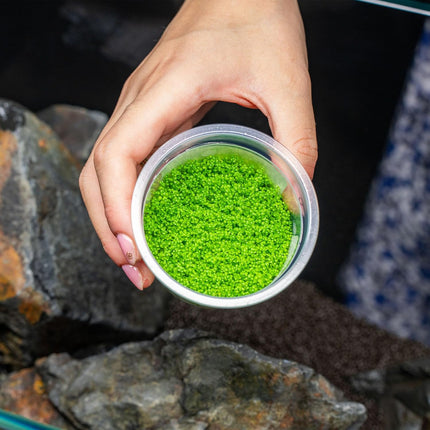 SubstrateSource Live Plant - Dwarf Baby Tears Hemianthus Callitrichoides Live Aquarium Plant Tissue Culture Cup - 100% Snail Free in Vitro (Dwarf Baby Tears)