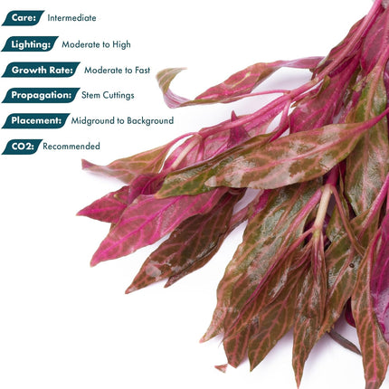 SubstrateSource Live Aquarium Red Stem Plants - Freshwater Aquatic Plant for Fish Tanks, Aquascaping - (Alternanthera Reineckii Rosanervig, 1 Bunch)