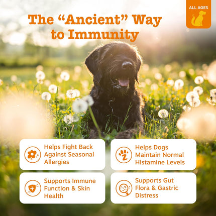 Zesty Paws Ancient Elements Allergy Immune Bites - Dog Allergy Chews, Dog Probiotics for Itchy Skin and Ears, Bison, 90ct