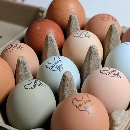 12ct Multiple Breed Chicken Hatching Eggs-NPIP Certified/AI Clean-BYM Read Full Description