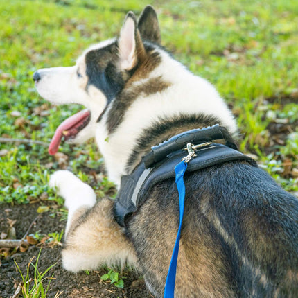 Hi Kiss Dog/Puppy Obedience Recall Training Agility Lead - 15ft 20ft 30ft 50ft 100ft Training Leash - Great for Play, Camping, or Backyard - Black 20ft