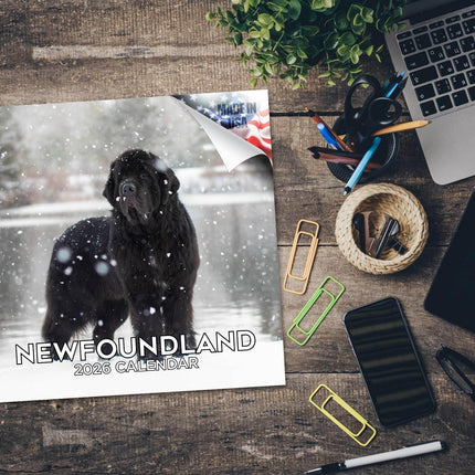 Newfoundland Calendar 2026 – 16-Month Dog Breed Wall Calendar by MegaCalendars – Large Daily Blocks, Thick No-Bleed Paper, Made in USA