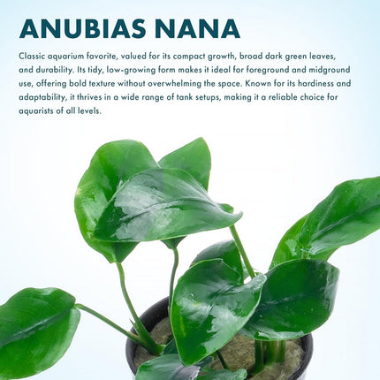 SubstrateSource Anubias Live Aquarium Plants - Potted Freshwater Plant for Fish Tanks, Terrariums - Beginner Friendly Low Light (Nana, 1 Pot)