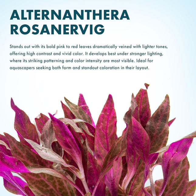 Live Aquarium Red Stem Plants - Freshwater Aquatic Plant for Fish Tanks, Aquascaping - (Alternanthera - photo 2