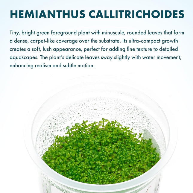Live Plant - Dwarf Baby Tears Hemianthus Callitrichoides Live Aquarium Plant Tissue Culture Cup - 100% - photo 2