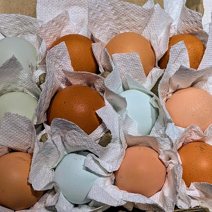 12ct Multiple Breed Chicken Hatching Eggs-NPIP Certified/AI Clean-BYM Read Full Description