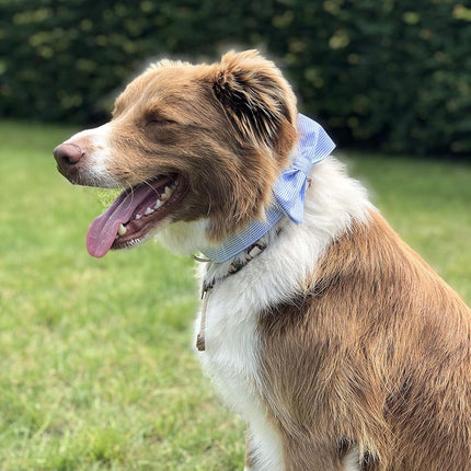 Unique Style Paws Pet Soft &Comfy Bowtie Dog Collar and Cat Collar Pet Gift for Dogs and Cats 6 Size and 7 Patterns