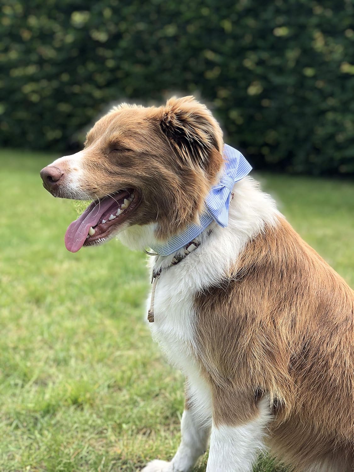 Pet Soft &Comfy Bowtie Dog Collar and Cat Collar Pet Gift for Dogs and Cats 6 Size and 7 Patterns - photo 5