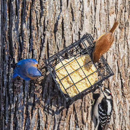 Peanut Wild Bird Suet Cakes – 12 Pack, 12.15 oz Each, High Protein & High Fat Suet for Suet Feeders
