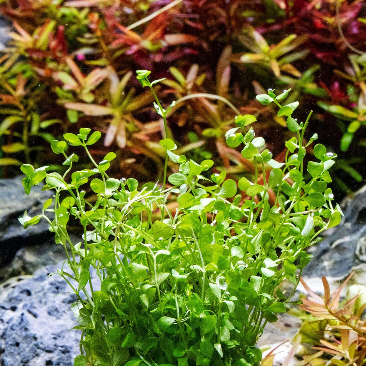 Micranthemum Monte Carlo Tissue Culture Live Plant for Aquarium, Aquascape, Freshwater Planted Fish - photo 4