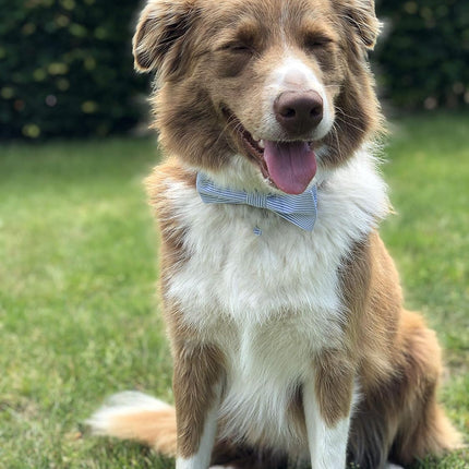 Unique Style Paws Pet Soft &Comfy Bowtie Dog Collar and Cat Collar Pet Gift for Dogs and Cats 6 Size and 7 Patterns
