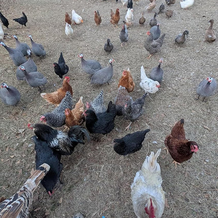 12ct Multiple Breed Chicken Hatching Eggs-NPIP Certified/AI Clean-BYM Read Full Description