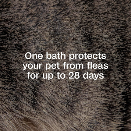 ADAMS Plus Flea & Tick Shampoo with Precor for Dogs, Cats, Puppies & Kittens, Flea Shampoo to Treat Flea Infestations, Kills Ticks, Fleas, Flea Eggs & Lice, Cleans and Conditions Coat, 6 Ounces