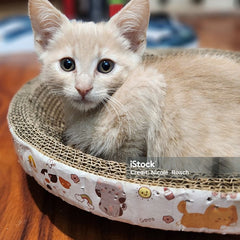 Collection image for: Pet Supplies