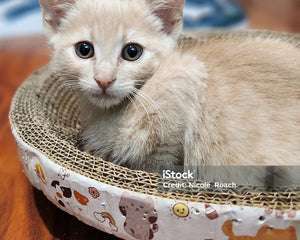 Collection image for: Pet Supplies